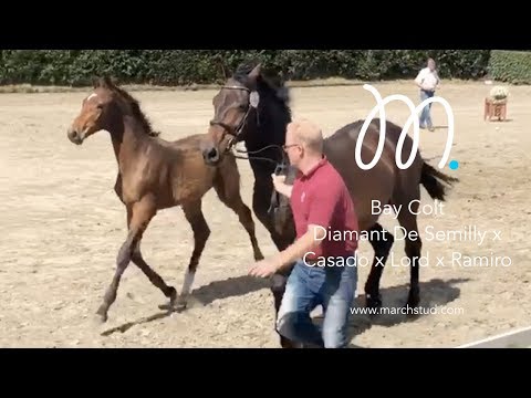 Diamant De Semilly x Casado x Lord x Ramiro