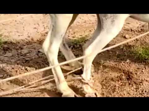 Donkey breeding video 