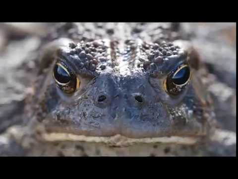 DIREKT-NONKONFORM Wig Weltweit & Kainer Weissmann *Deutscher Rap* German HipHop 2016