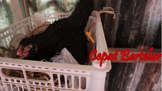 Download lagu cara ayam bangkok agar cepat berterlur mp3