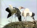 Classic Sesame Street Storks On Film