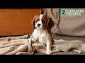 Cavalier King Charles Spaniel dogs for sale: Skippy - Video 1