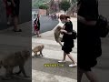 Cute Baby Monkey YoYo Monkey BiBi Monkey Monkey Banana Baby Monkey Best Monkey Moments