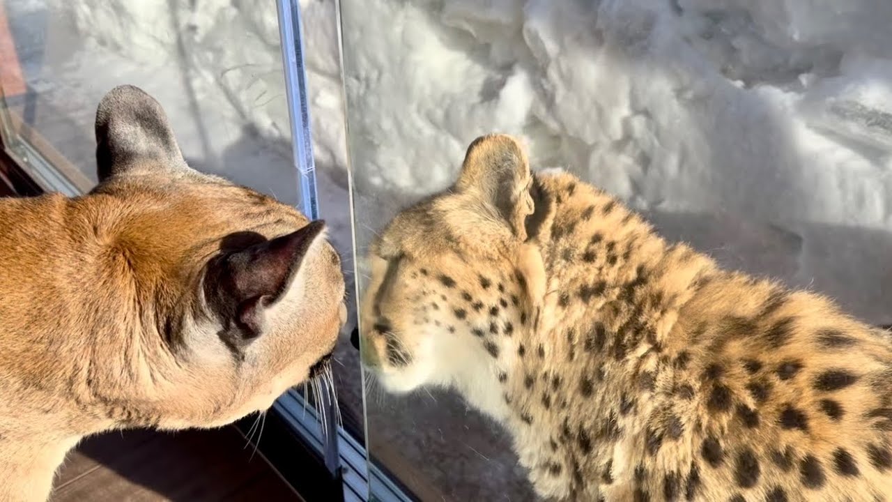 Герда спешит на свидание! Необычные отношения пумы и гепарда.