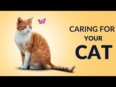 Purr-fectly Comprehensive Guide to Caring for Your Cat: Expert Tips & Must-Knows