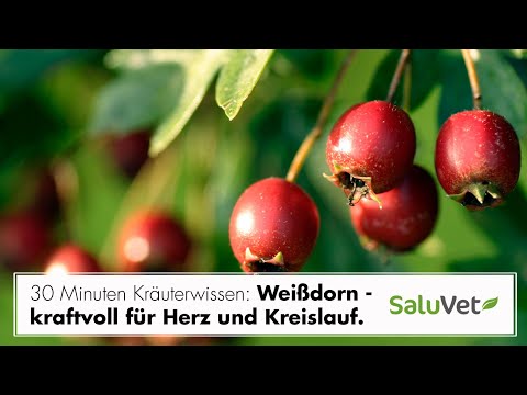 30 Minuten Kräuterwissen mit Dr. Gabriele Arndt: Der Weißdorn - kraftvoll für Herz und Kreislauf.