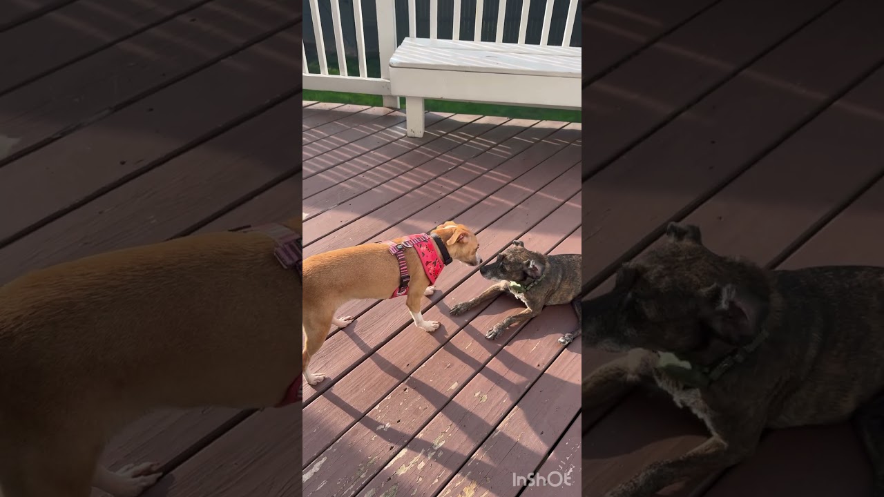 Marilyn, a Adoptable mixed breed in Newark, DE video 6/6