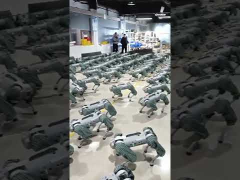 Watch: Mass testing of Unitree Go1 robot dogs in factory