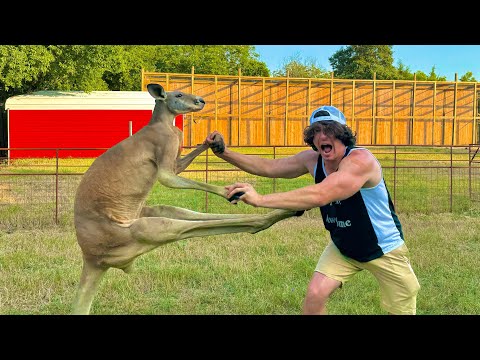 How to Fight an Adult Kangaroo