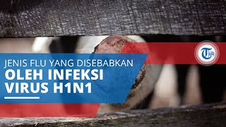 Flu Babi, Jenis Flu yang Disebabkan oleh Infeksi Virus H1N1