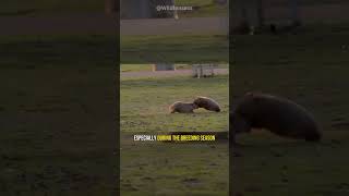 Why do wombats fight? #shorts