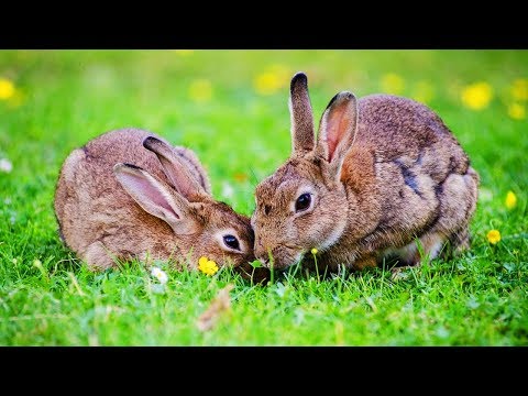 Découvre la ferme : le lapin