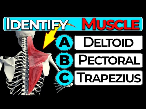 Human Anatomy Quiz: Test Your Knowledge (Muscle Groups)