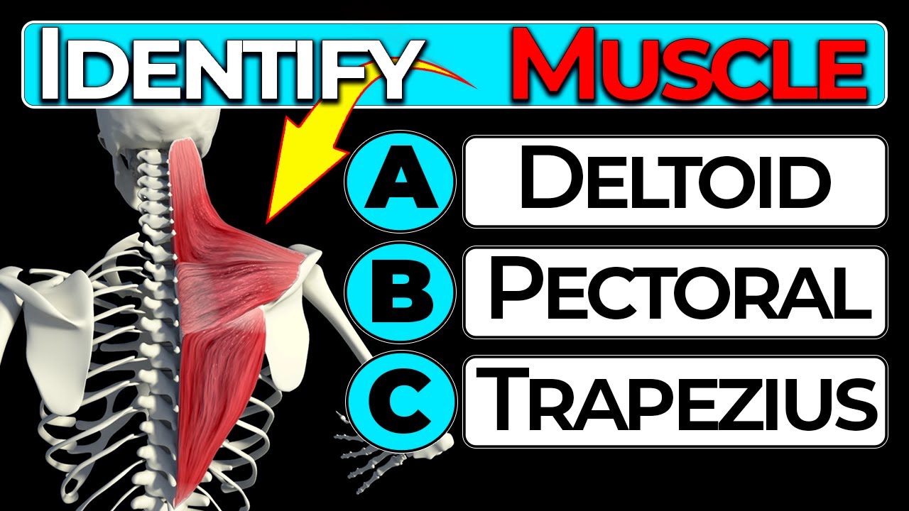 Human Anatomy Quiz: Test Your Knowledge (Muscle Groups)