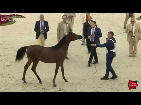 N 186 A L R  ASEEL   Sharjah International 2019