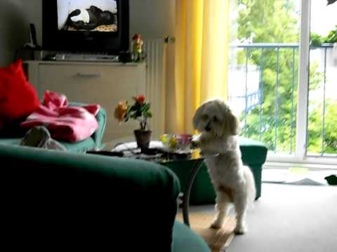 Berncie klaut nen Keks