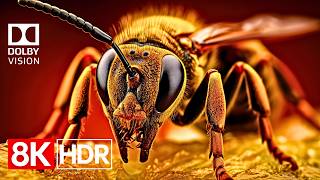 Unreal Details 8K HDR 60fps Dolby Vision™ | Extreme Sharpness TV Test