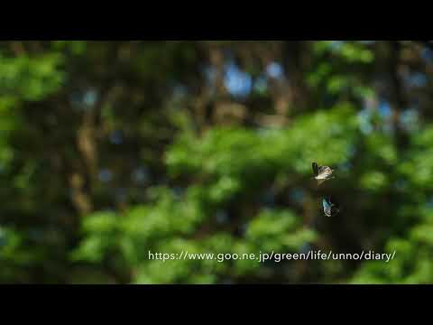 ジョウザンミドリシジミのテリトリー争い　by ＧＨ５ Slow