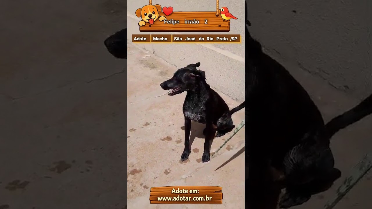 Cachorro raça SRD-ViraLata idade 1 ano nome Felipe irmão 2