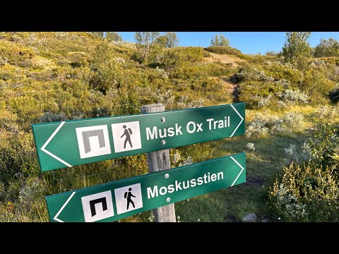Dovrefjell og Moskusstien