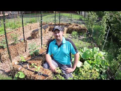 Straw Bale Gardens Buying Bales and Laying Them Out