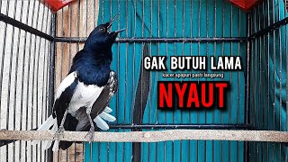 Download lagu kacer gacor NGEPLONG tarung ini paling ampuh buat PANCINGAN KACER agar EMOSI NYAUT mp3 Download lagu kacer gacor NGEPLONG tarung ini paling ampuh buat PANCINGAN KACER agar EMOSI NYAUT mp3