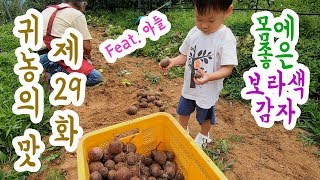 [귀농의 맛]자영감자캐기 (감자농사 이렇게 하면 망합니다 part_2)