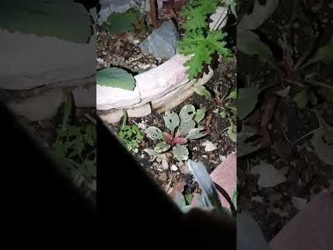 植物から自然に昆虫を撃退する方法