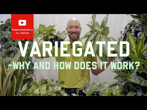 , title : 'Variegated - why and how does it work?