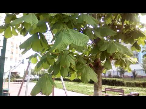 Acer Iconia One 10 test video