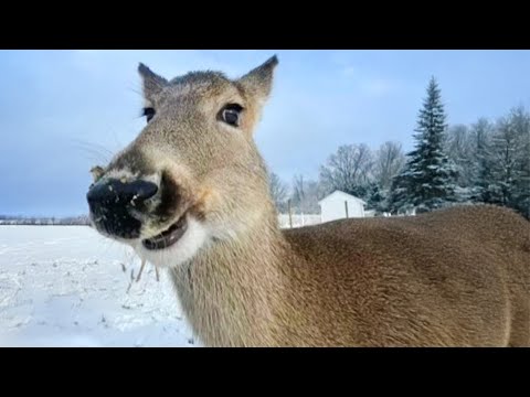 Les vidéos d'animaux 2024 sont absolument hilarantes !
