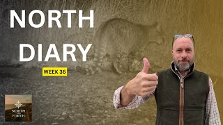 Do I Have A Wildcat Living In My Garden?