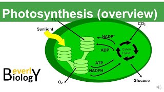 Photosynthesis (Overview) - updated