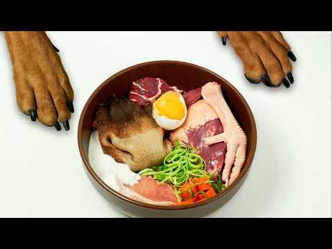 Vet Approved Guide Protein Content in Dog Food