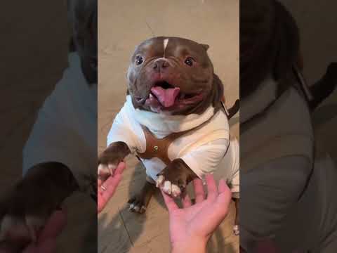 Secrets of American Bullies 🐶✨