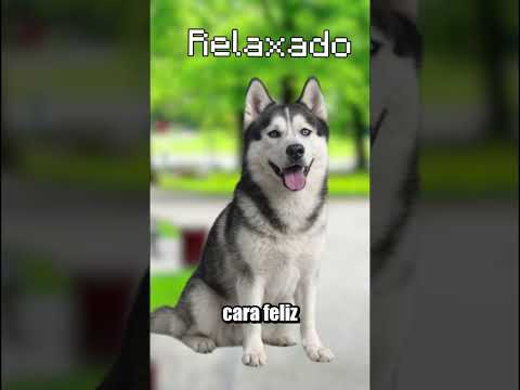 REPARA BEM NO SEU CACHORRO!