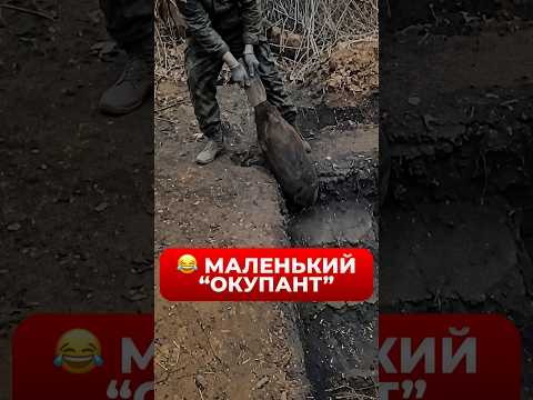 ❤️Бобер зайняв окоп ЗСУ #shorts