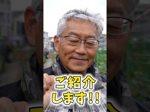 トマトに穴が開くのはなぜですか?行動を起こすべきでしょうか？  庭園
