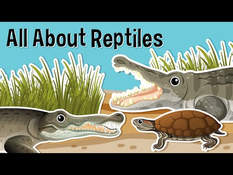 Tutto sui rettili