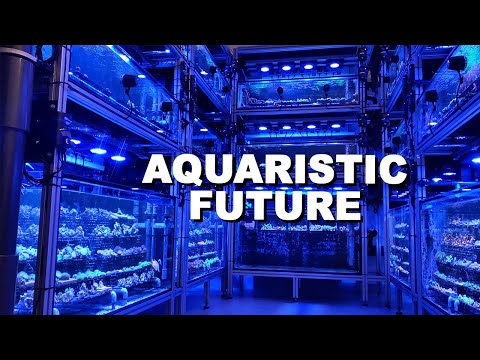 GERMAN CORAL FARM - Coralaxy *the best way*