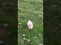 Miniature Poodle dogs for sale: Frosty - Video 1