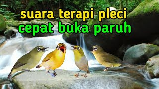 Download lagu terapi pleci plus terapi suara air mengalir membuat pleci cepat buka paruh dan pleci gacor. mp3