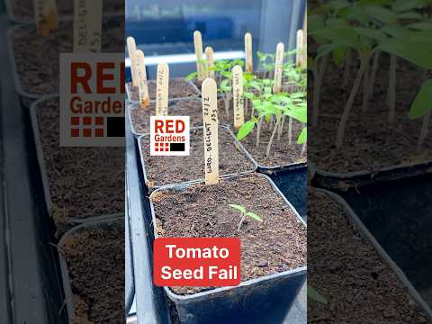 Tomato Seed Saving Fail: Why Germination Rates Plummet