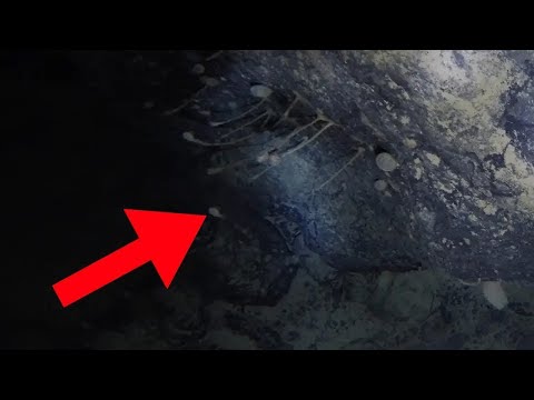 Gli scienziati hanno accidentalmente trovato la vita sotto il ghiaccio in Antartide!