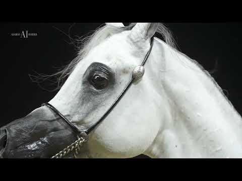 👑 NASEEM AL RASHEDIAH 👑⁣ Senior Stallions Class Winner, 2022 KIAHF ARABIAN PENINSULA SHOW