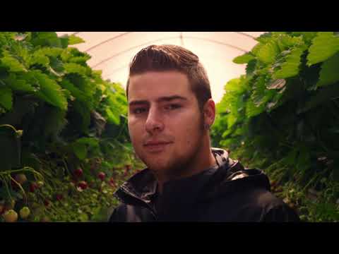 De zoetste familie - Hoogstraten aardbeien