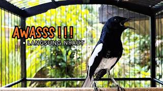 Download lagu PANCINGAN KACER TERBAIK bikin Semua Jenis Kacer LANGSUNG KONSLET, Terapi Kacer Agar GACOR NGEPLONG mp3