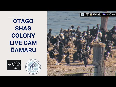 Otago Shag Sumpter Wharf Ōamaru live webcam