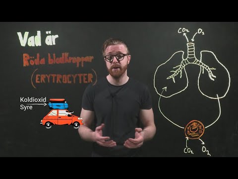 Vad är röda blodkroppar (erytrocyter)?