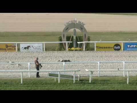 2017.07.23. 12. futam - Agár